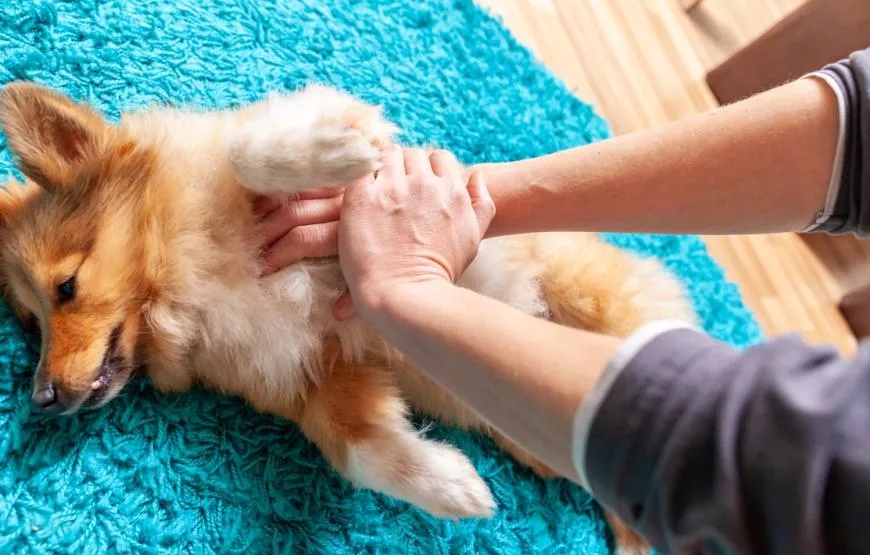 First aid for dogs: What you need to know now