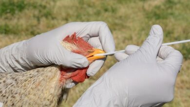 Risk considered low-to-moderate for those with exposure to infected birds, animals, contaminated environments, says UN agency.