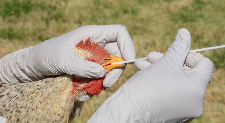 Risk considered low-to-moderate for those with exposure to infected birds, animals, contaminated environments, says UN agency.