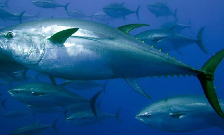 Bluefin tuna
