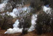 Violence erupted once again in the Israeli-occupied West Bank as armed settlers attacked Palestinian olive harvesters and solidarity activists.