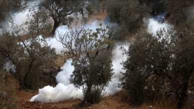 Violence erupted once again in the Israeli-occupied West Bank as armed settlers attacked Palestinian olive harvesters and solidarity activists.