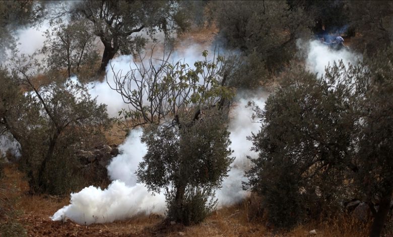 Violence erupted once again in the Israeli-occupied West Bank as armed settlers attacked Palestinian olive harvesters and solidarity activists.
