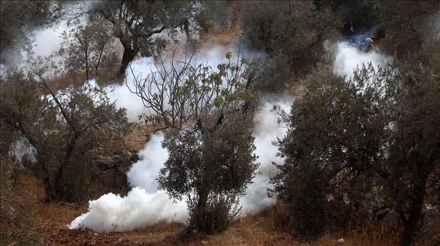 Violence erupted once again in the Israeli-occupied West Bank as armed settlers attacked Palestinian olive harvesters and solidarity activists.