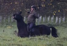 Following renewed fallout from the Epstein files, Prince Andrew has reportedly been barred from horse riding.