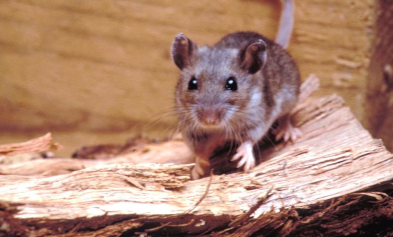 Hantavirus cases reported on the Dutch-flagged MV Hondius cruise ship in the Atlantic have brought the rare but serious infection back into focus.