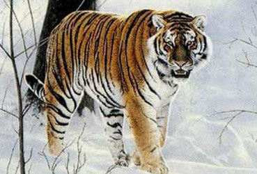 Sibirya kaplanı tur şoförünü öldürdü 1 sibirya kaplan