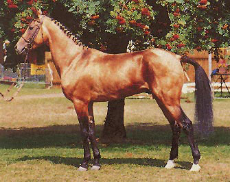 akhal teke