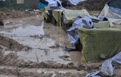 Ormanda zehirlenen köpekler şimdi de bataklıkla mücadele ediyor 1 barinak bataklik