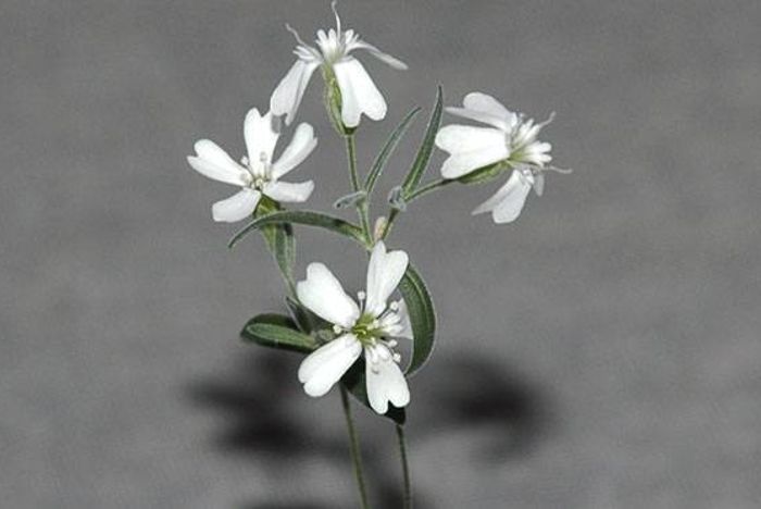 30.000 yıllık bitki olan Silene Stenophylla