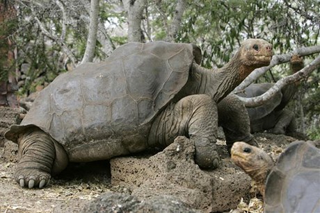 Yalnız yaşadı yalnız öldü : dev su kaplumbağası George arkasında yavru bırakamadı