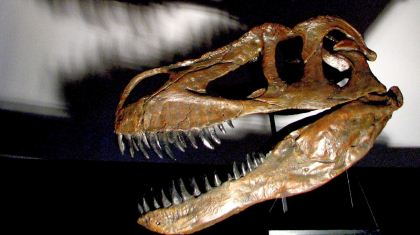 dinozor fosili portekiz