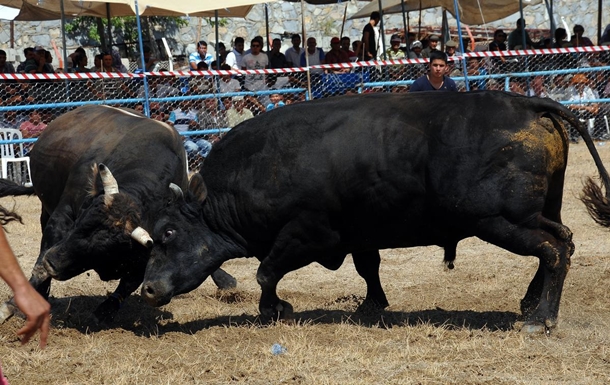 mugla boga guresi