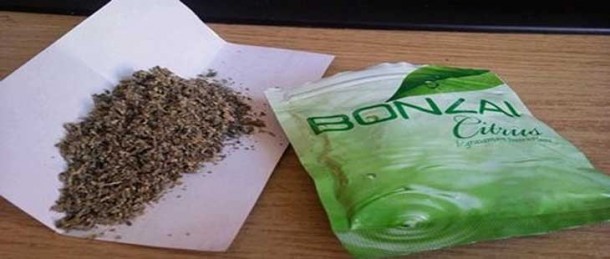 Bonzai Ankara'da bir can daha aldı 1 bonzai olumler