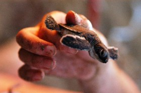 Yavru caretta carettalar doğa ile buluşuyor 1 caretta caretta kaplumbagalar nationalturk