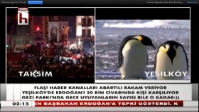 halk tv penguen1