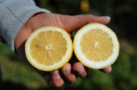 japonya limon ihracati