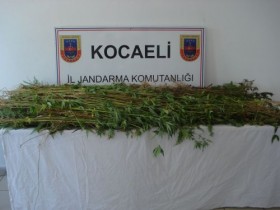Kocaeli'de kenevir operasyonu 1 kenevir kocaeli
