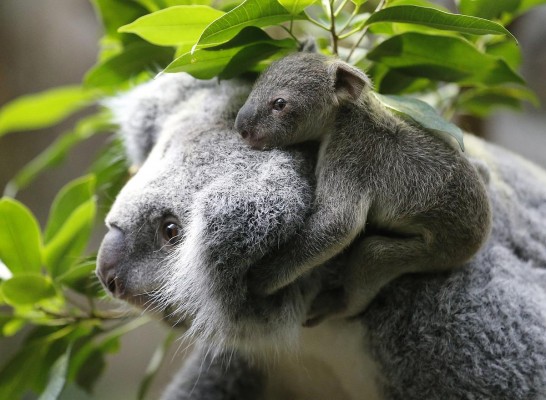 Bebek Koala Joey Almanya'da 1 koala almanya duisburg