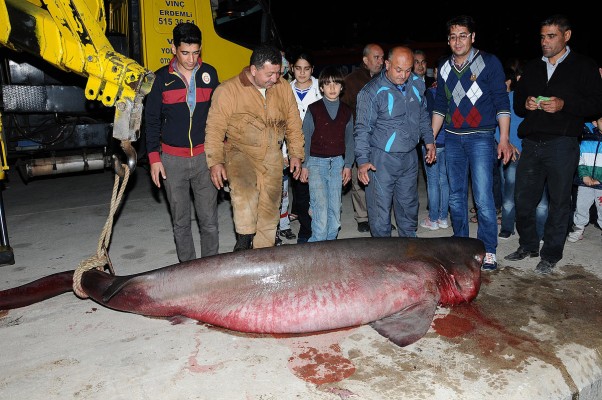 kopek baligi mersin