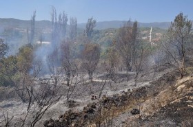 Bodrum Güvercinlik'te orman yangını 1 orman yangini hatay