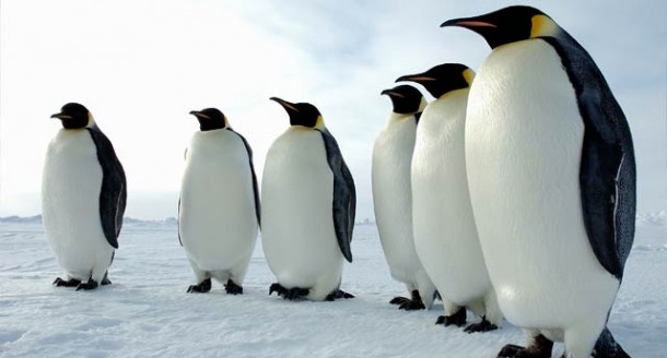 penguen dev fosil yeni zelenda nationalturk 9058