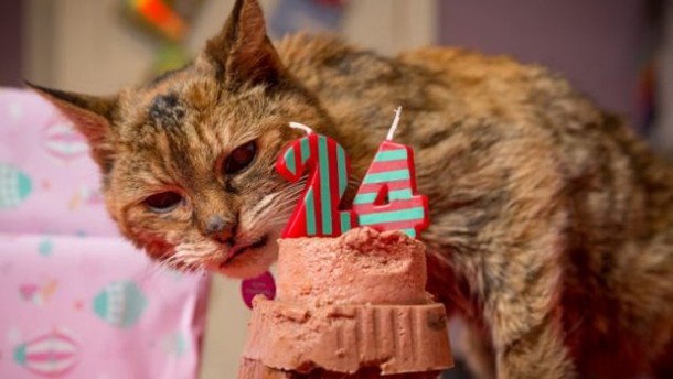 Poppy 24 yaşında öldü 1 poppy kedi