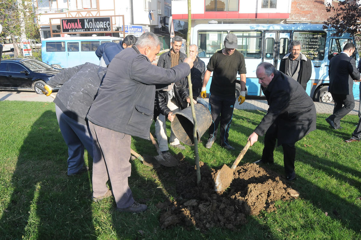 muharrem ince yalova agac