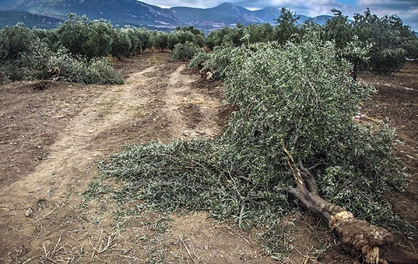 yirca zeytin agaci