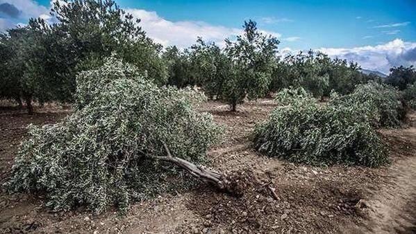 Yırca'da bayram havası! Köylüler şimdi de tazminat davası açıyor 1 zeytin agaci