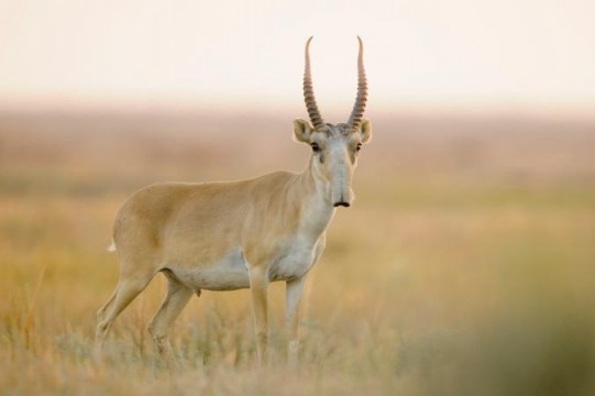kazakistan antilop