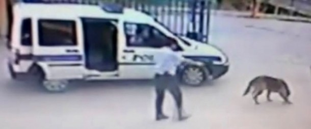 Komiser yardımcısı emniyet bahçesindeki köpeği vurdu! 1 polis kopek
