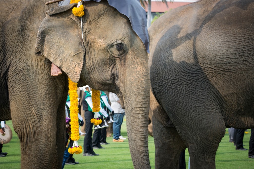 bangkok fil polo15