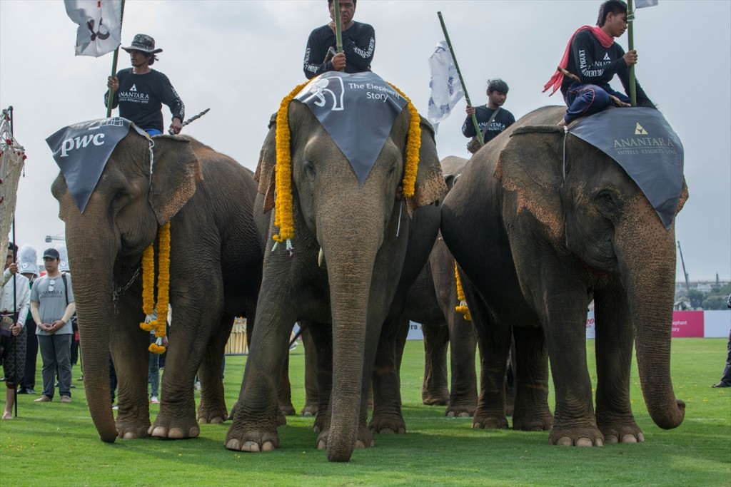 bangkok fil polo16