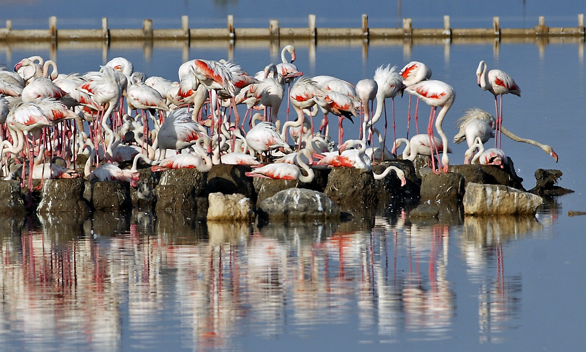 flamingo izmir