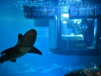 Köpek balıklarıyla dolu akvaryumda özel bir gece / Foto Galeri 2 paris 01