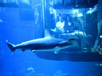 Köpek balıklarıyla dolu akvaryumda özel bir gece / Foto Galeri 3 paris 02