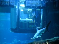 Köpek balıklarıyla dolu akvaryumda özel bir gece / Foto Galeri 4 paris 03