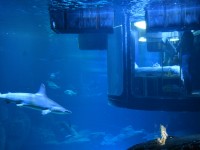 Köpek balıklarıyla dolu akvaryumda özel bir gece / Foto Galeri 5 paris 04