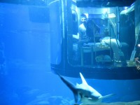 Köpek balıklarıyla dolu akvaryumda özel bir gece / Foto Galeri 6 paris 05