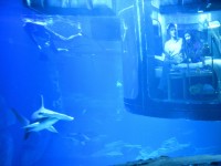 Köpek balıklarıyla dolu akvaryumda özel bir gece / Foto Galeri 7 paris 06