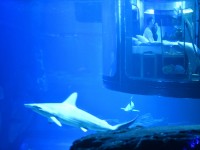 Köpek balıklarıyla dolu akvaryumda özel bir gece / Foto Galeri 8 paris 07