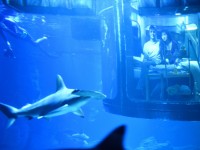 Köpek balıklarıyla dolu akvaryumda özel bir gece / Foto Galeri 9 paris 08