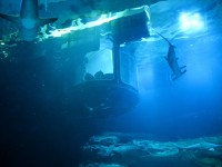 Köpek balıklarıyla dolu akvaryumda özel bir gece / Foto Galeri 10 paris 10