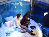 Köpek balıklarıyla dolu akvaryumda özel bir gece / Foto Galeri 12 paris 12