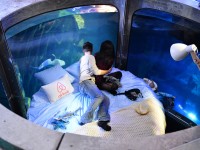 Köpek balıklarıyla dolu akvaryumda özel bir gece / Foto Galeri 17 paris 17