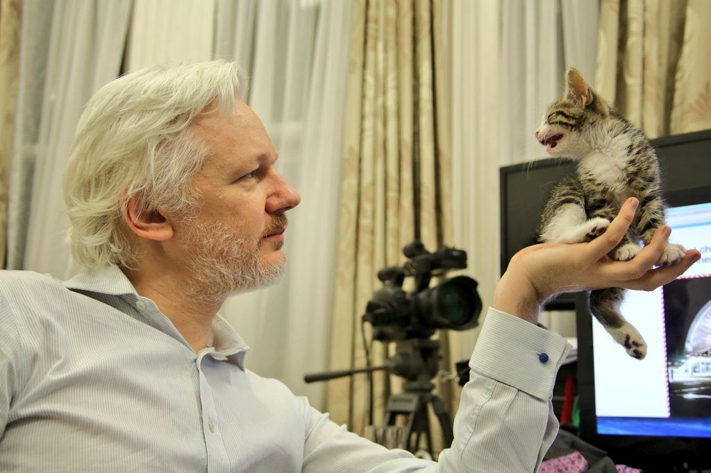 assange kedi
