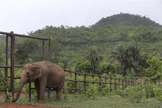 Latin Amerika’nın ilk fil sığınağı Brezilya’da açıldı.