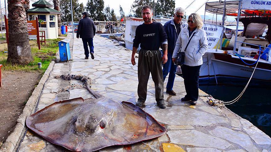 Gökova'da 200 kiloluk vatoz 1 vatoz gokova