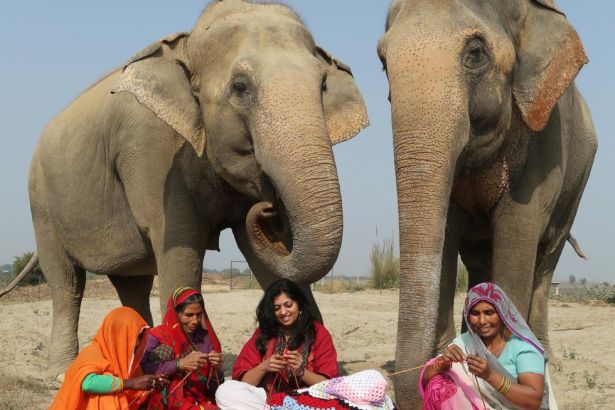 Hindistan’da Köylüler Bakıma Muhtaç Fillere Kıyafet Örüyorlar